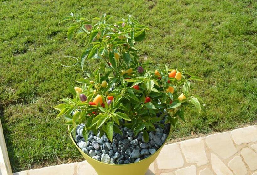 호텔 Agriturismo Casa Del Peperoncino