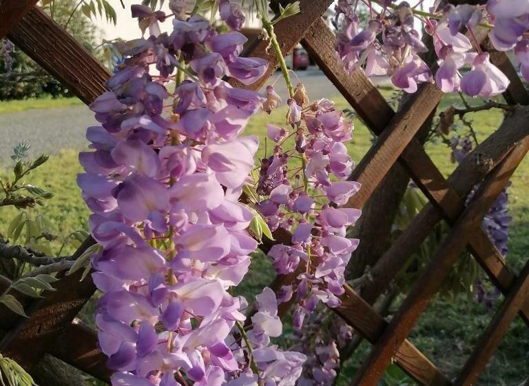 בית מלון כפרי Agriturismo Susanna E Atria