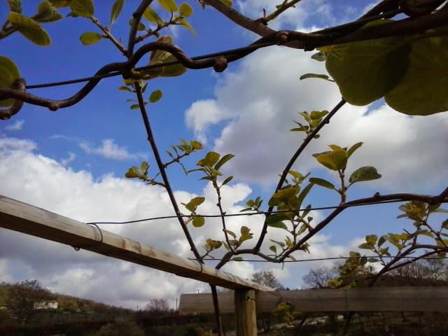 בית מלון כפרי Agriturismo Valiana