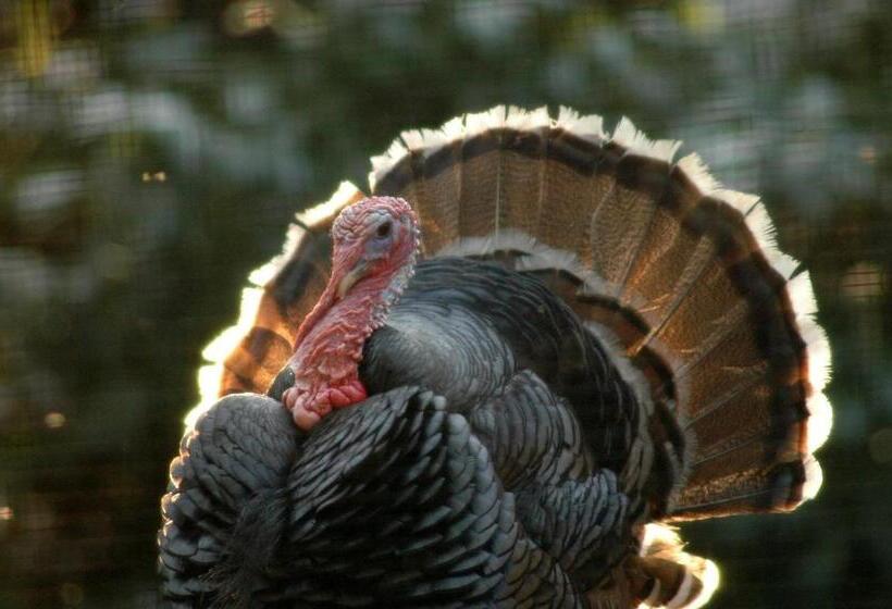 בית מלון כפרי Antica Grancia Benedettina