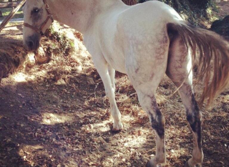 בית מלון כפרי Antico Casale Pozzuolo