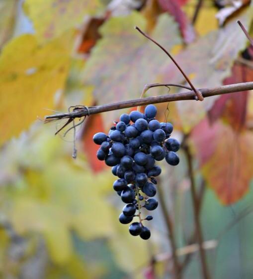 فندق Cascina Il Convivio