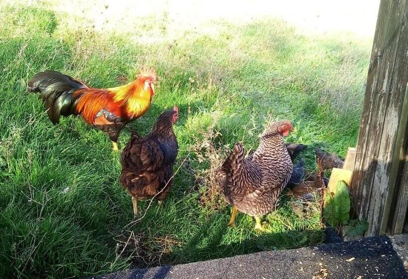 ホテル Agriturismo Alla Vecchia Quercia