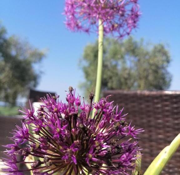 בית מלון כפרי Agriturismo Podere Verdicchio