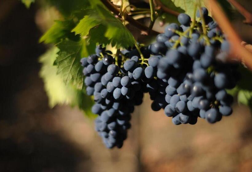 호텔 Agriturismo Tenuta Conti Faina