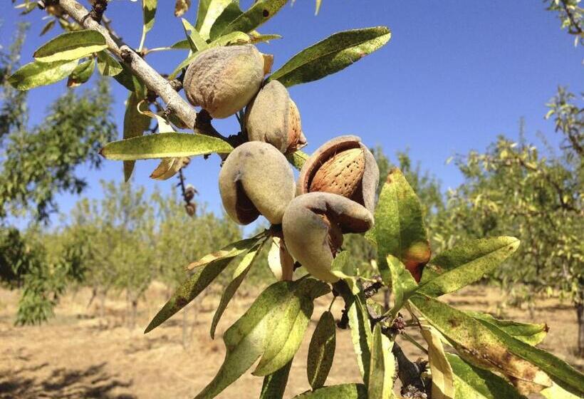 酒店 Tenuta Bartoli Maison De Charme