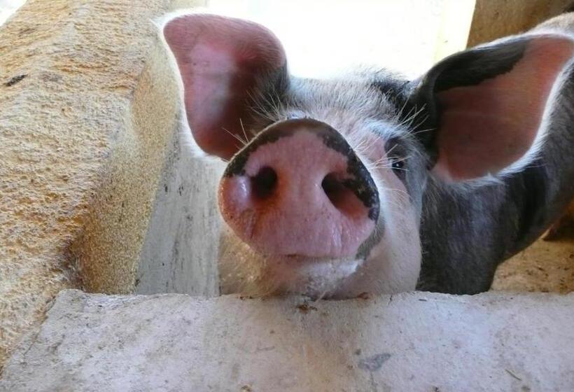 酒店 Tenuta Bartoli Maison De Charme