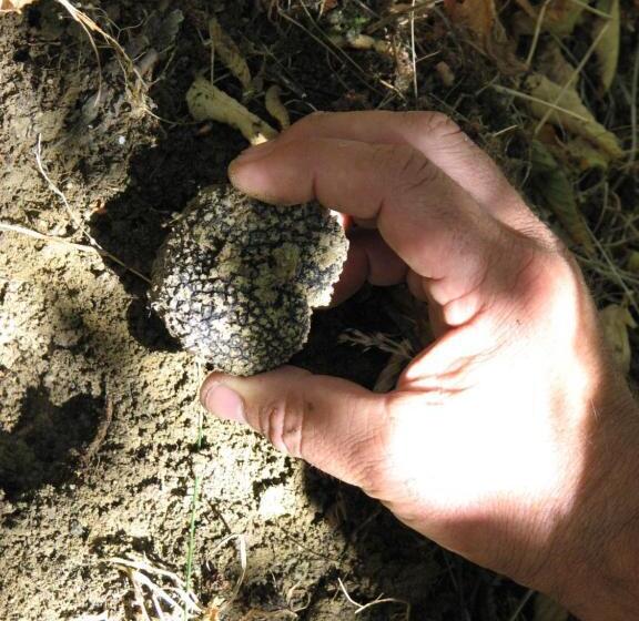 فندق Agriturismo Gallo