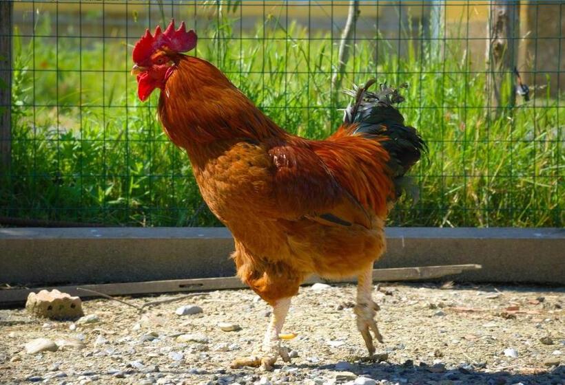 בית מלון כפרי Agriturismo Il Canterino