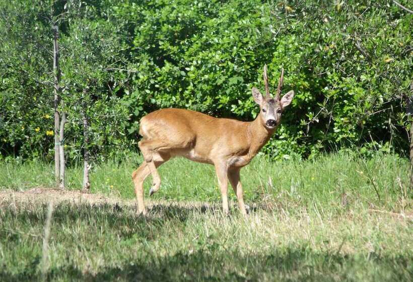 בית מלון כפרי Agriturismo Il Viaio