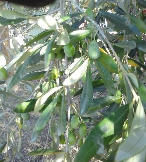 בית מלון כפרי Agriturismo La Carlina