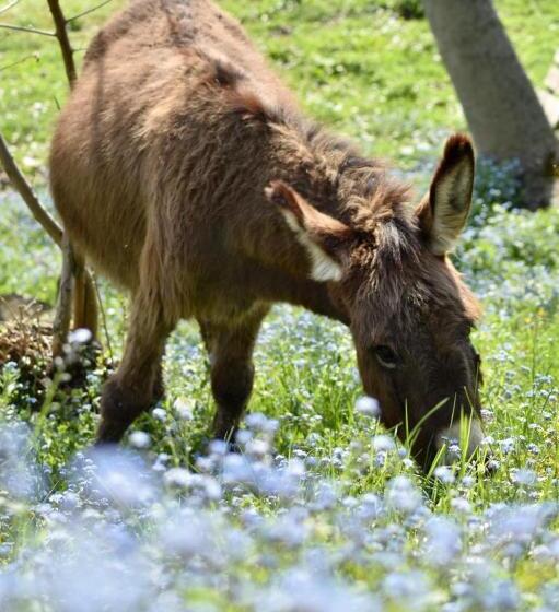 酒店 Agriturismo Le Noci
