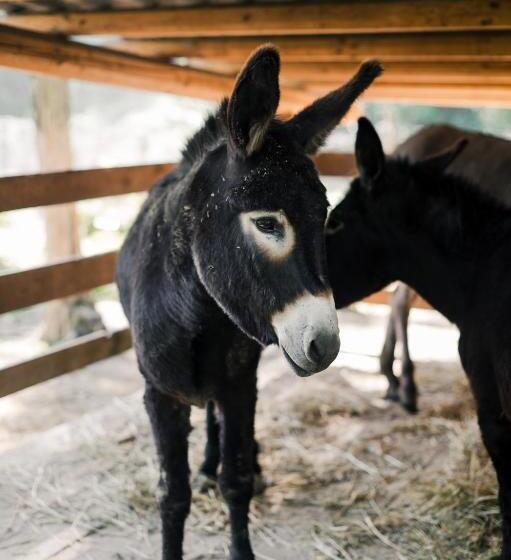 בית מלון כפרי Agriturismo Ma Che Bel Castello