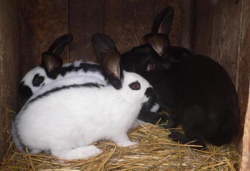 酒店 Ferienwohnungen Bulandhof