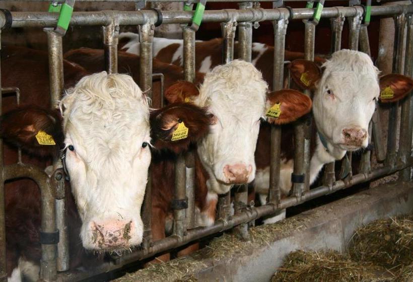 酒店 Ferienwohnungen Bulandhof