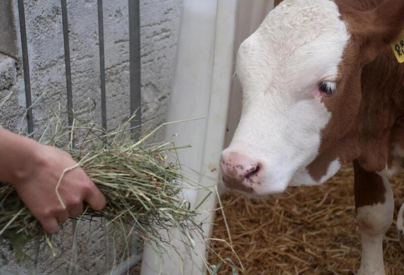 בית מלון כפרי Galler Am Berg