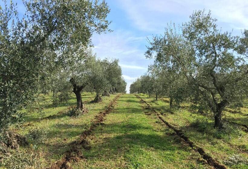 فندق Il Casale Degli Ulivi   Agriturismo
