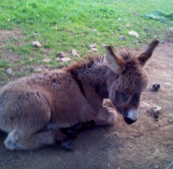 ホテル Il Ruscello