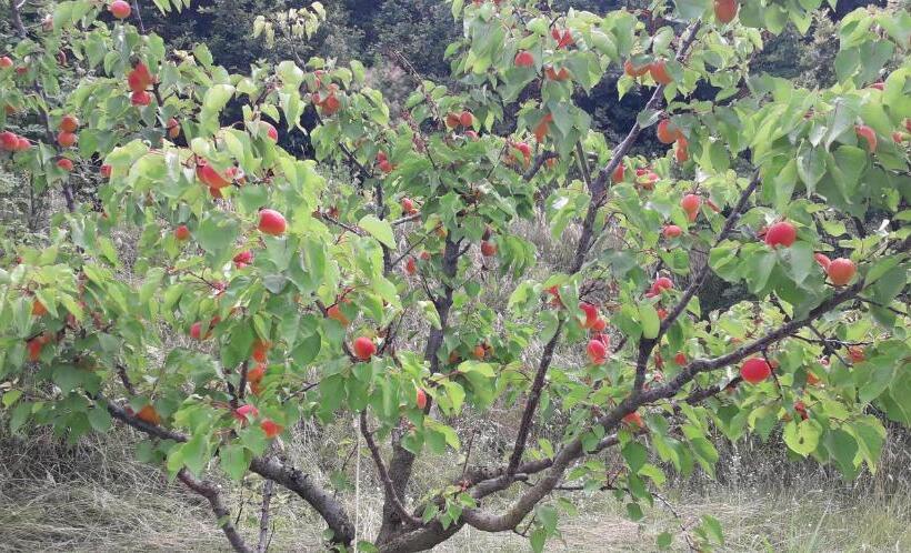 فندق Le Bottesele