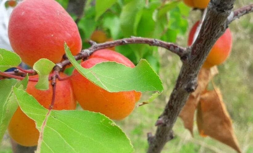 فندق Le Bottesele