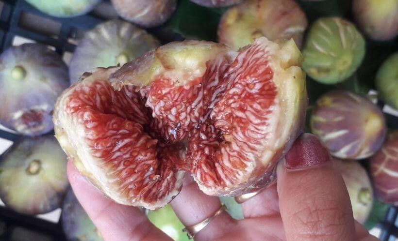 فندق Le Bottesele