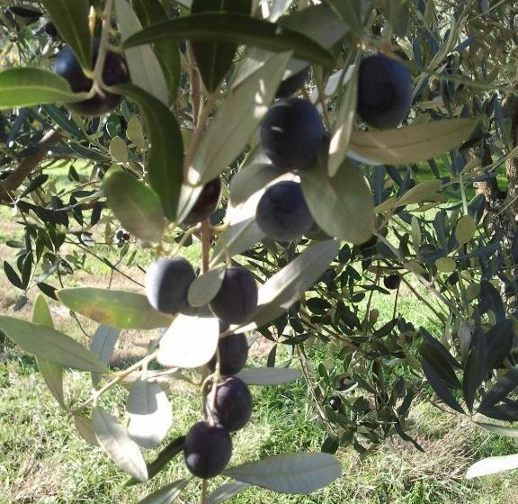 فندق Le Bottesele