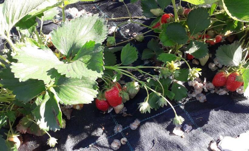 فندق Le Bottesele