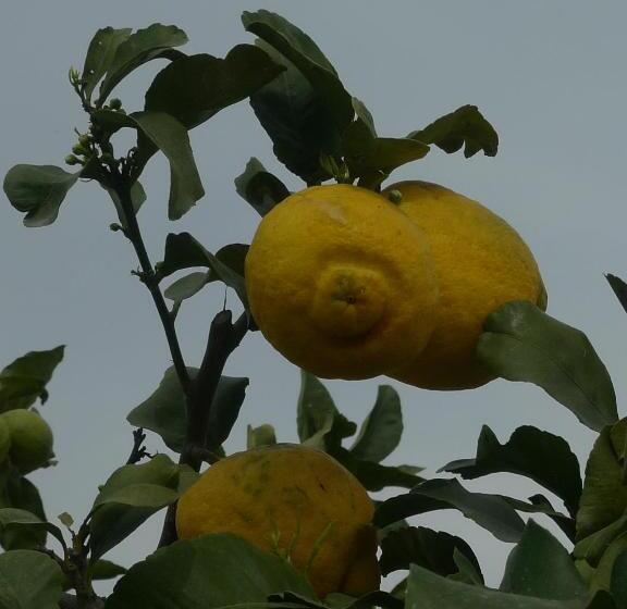 ホテル Palazzo Rosso