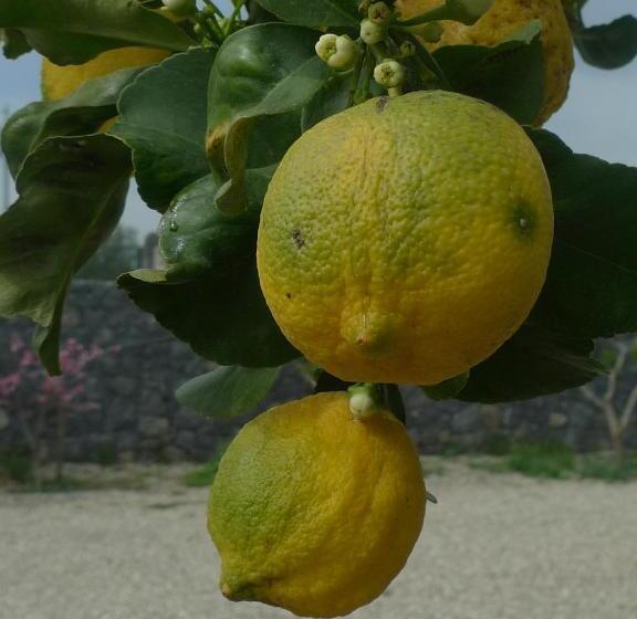 ホテル Palazzo Rosso