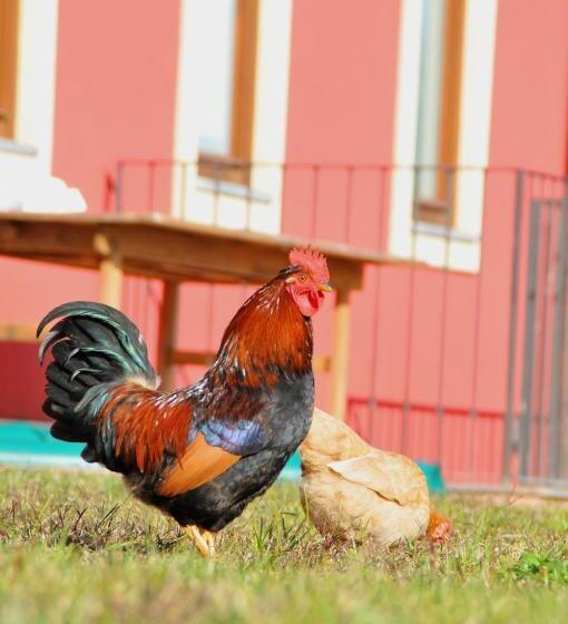 ホテル Palazzo Rosso