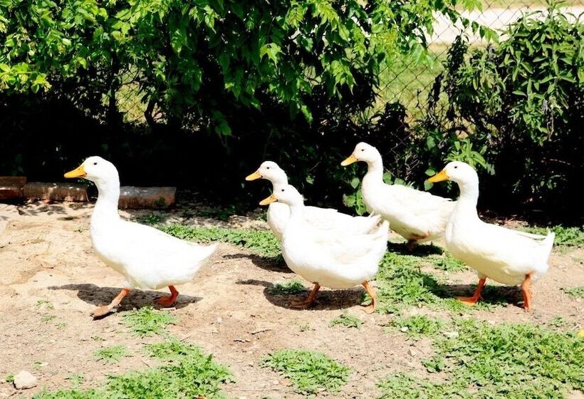 ホテル Agriturismo Podere Luchiano