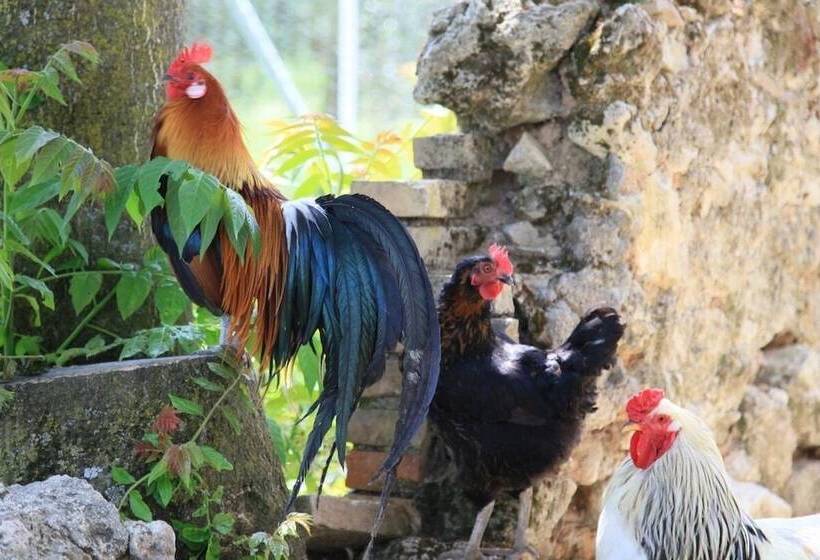 ホテル Agriturismo Podere Luchiano