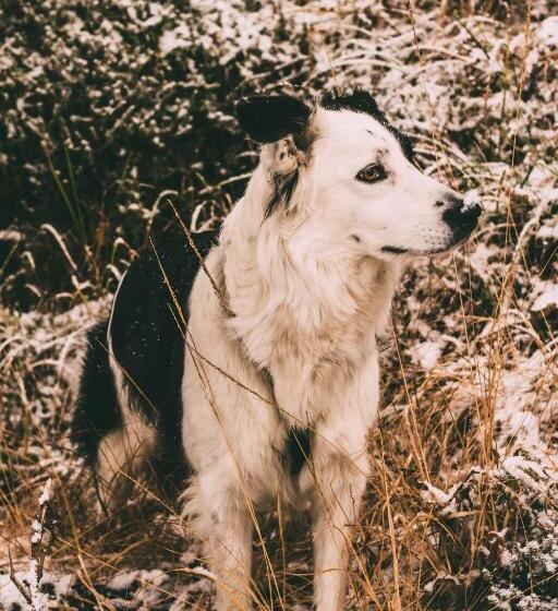 בית מלון כפרי Wiesenhof