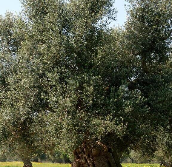 بنسيون Al Ristoro