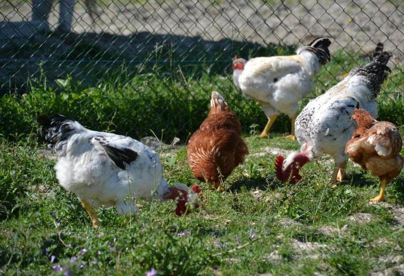 בית מלון כפרי Agriturismo Antico Muro