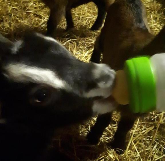 ホテル Agriturismo Barba Gust