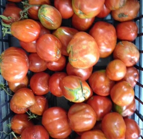 בית מלון כפרי Agriturismo Cignale