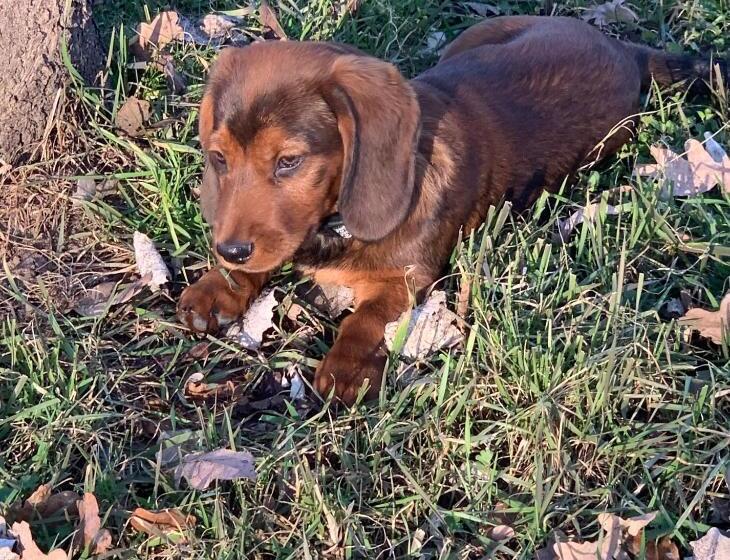 בית מלון כפרי Agriturismo I Leprotti