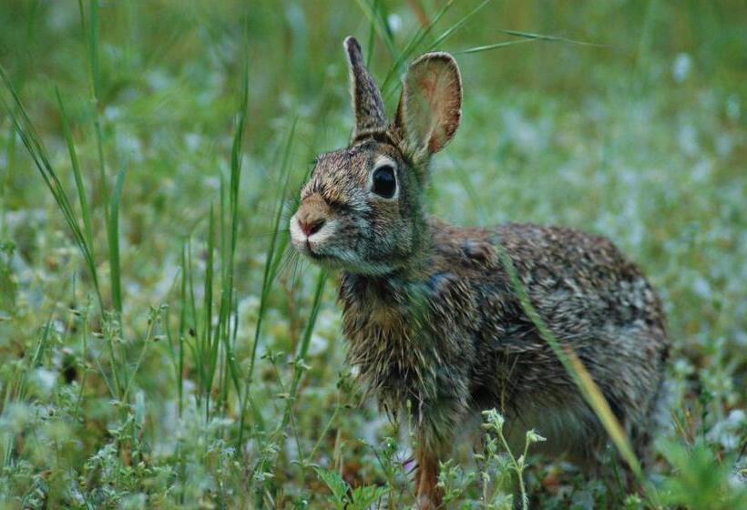 בית מלון כפרי Agriturismo I Leprotti