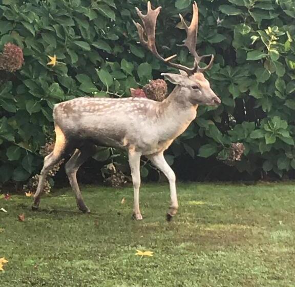 בית מלון כפרי Agriturismo I Leprotti