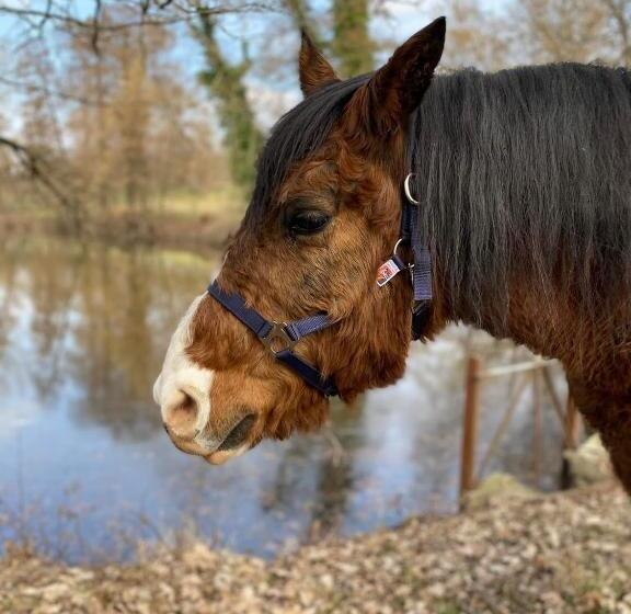 בית מלון כפרי Agriturismo I Leprotti