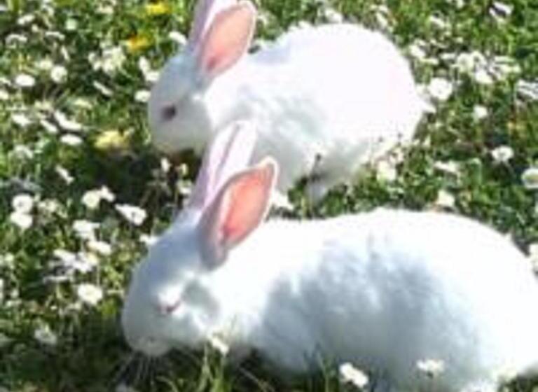 Отель Agriturismo Il Giardino