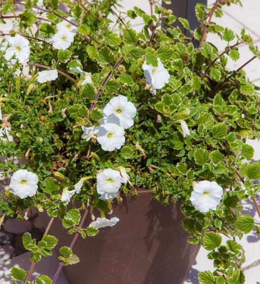 ホテル Agriturismo La Chiocciola