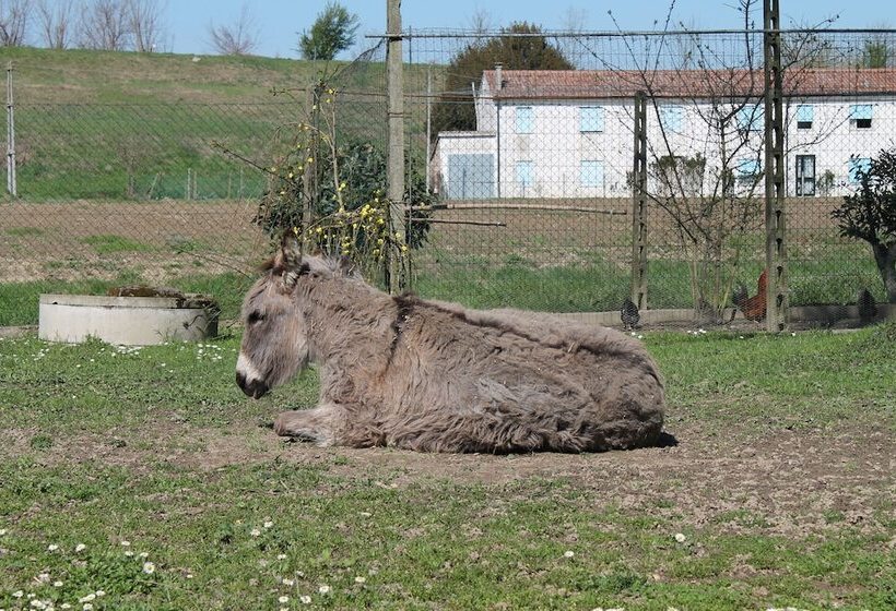 ホテル Agriturismo Le Clementine