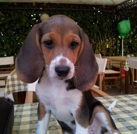 ホテル Agriturismo Le Clementine