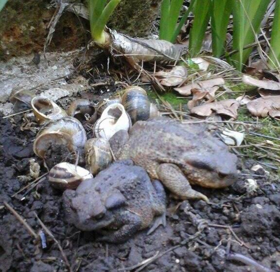 בית מלון כפרי Agriturismo Le Vergare