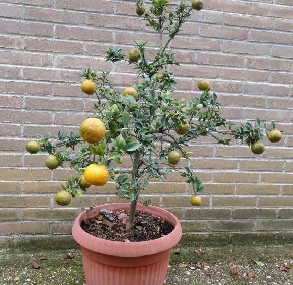 בית מלון כפרי Agriturismo Le Vergare