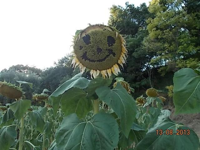 בית מלון כפרי Agriturismo Le Vergare