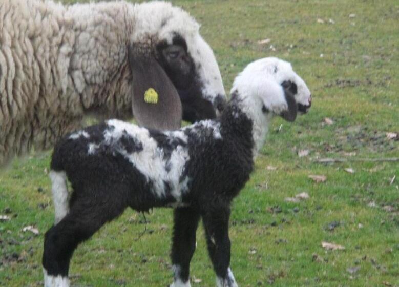 בית מלון כפרי Agriturismo Le Vergare