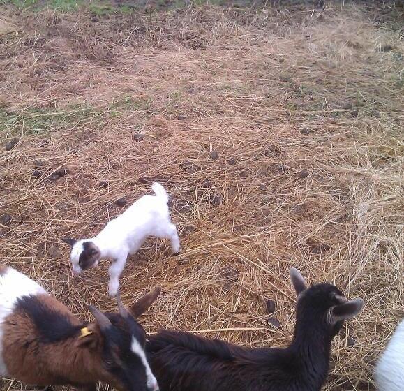 فندق Agriturismo Torre Cristina